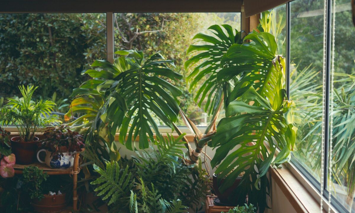Jardim interno exuberante com plantas do tipo costela-de-adão ao lado da janela, exemplo de design biofílico