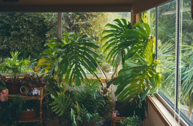 Jardim interno exuberante com plantas do tipo costela-de-adão ao lado da janela, exemplo de design biofílico