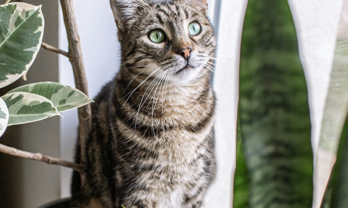 Gato entre plantas de interior em ambiente doméstico