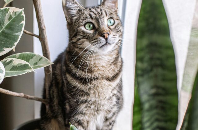 Gato entre plantas de interior em ambiente doméstico
