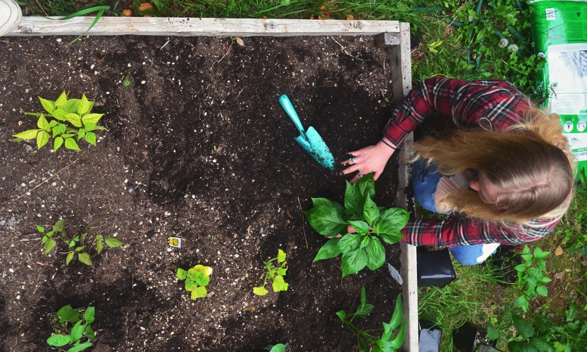 Horta com canteiros elevados integrada ao jardim, com jardineira plantando mudas entre as plantas