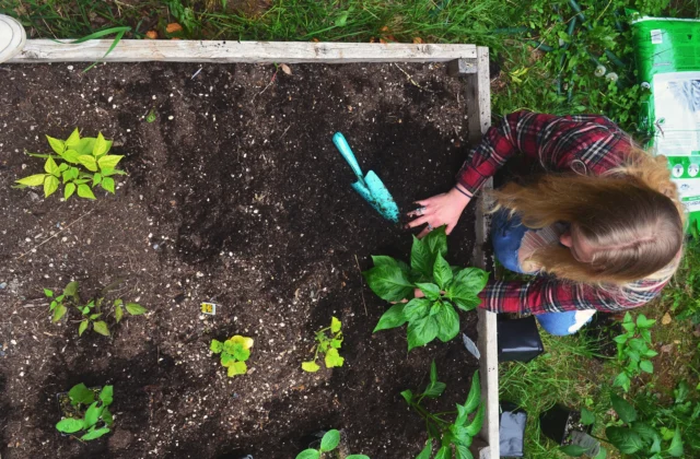 Horta com canteiros elevados integrada ao jardim, com jardineira plantando mudas entre as plantas