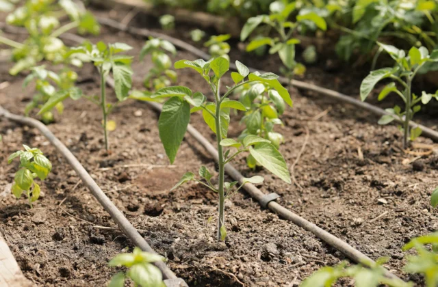 Sistema de irrigação automática por gotejamento entre mudas de hortaliças no canteiro