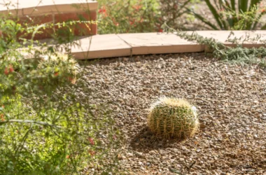 Jardim de baixa manutenção com cacto e plantas suculentas em canteiro de cascalho