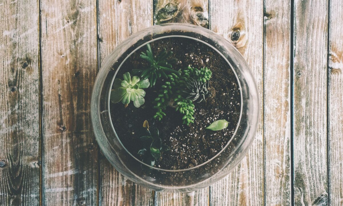 Terrário de vidro com suculentas variadas, visto de cima sobre uma mesa de madeira
