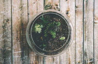 Terrário de vidro com suculentas variadas, visto de cima sobre uma mesa de madeira