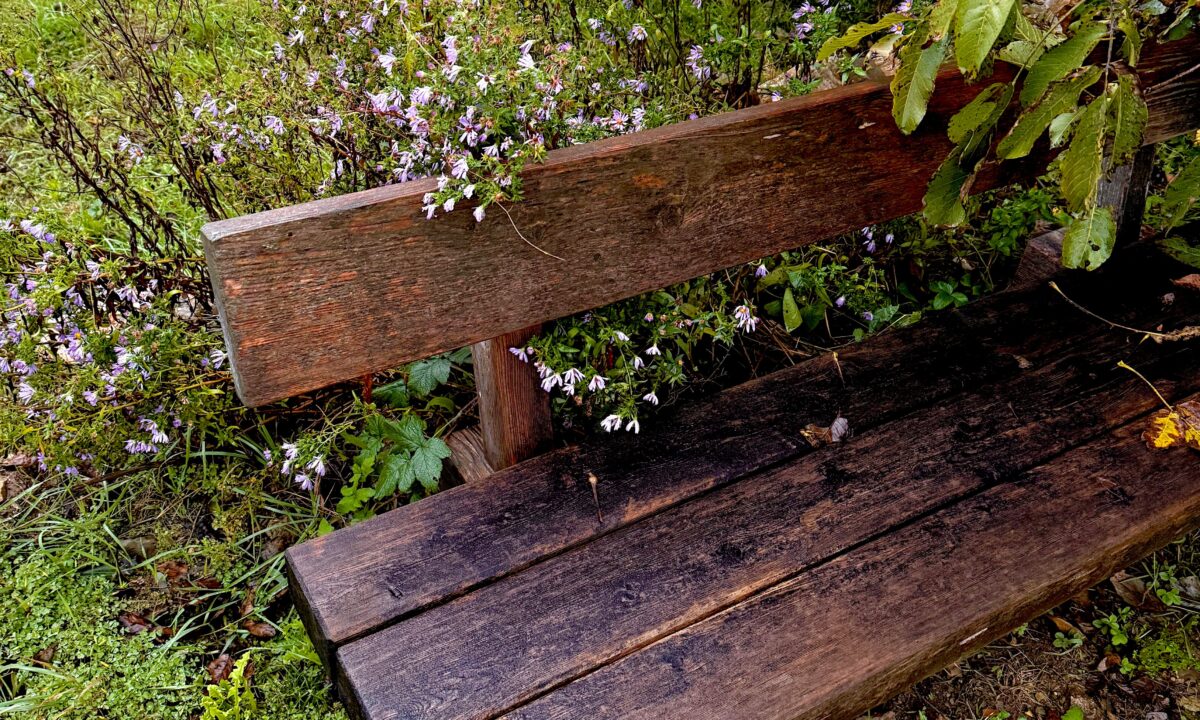 Banco de madeira rústico e envelhecido em jardim, cercado por flores silvestres