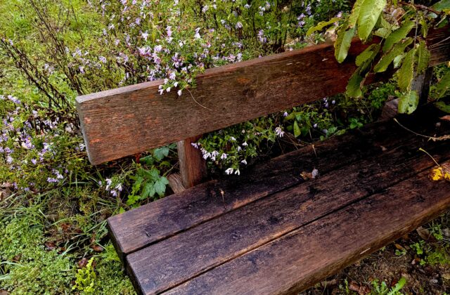 Banco de madeira rústico e envelhecido em jardim, cercado por flores silvestres