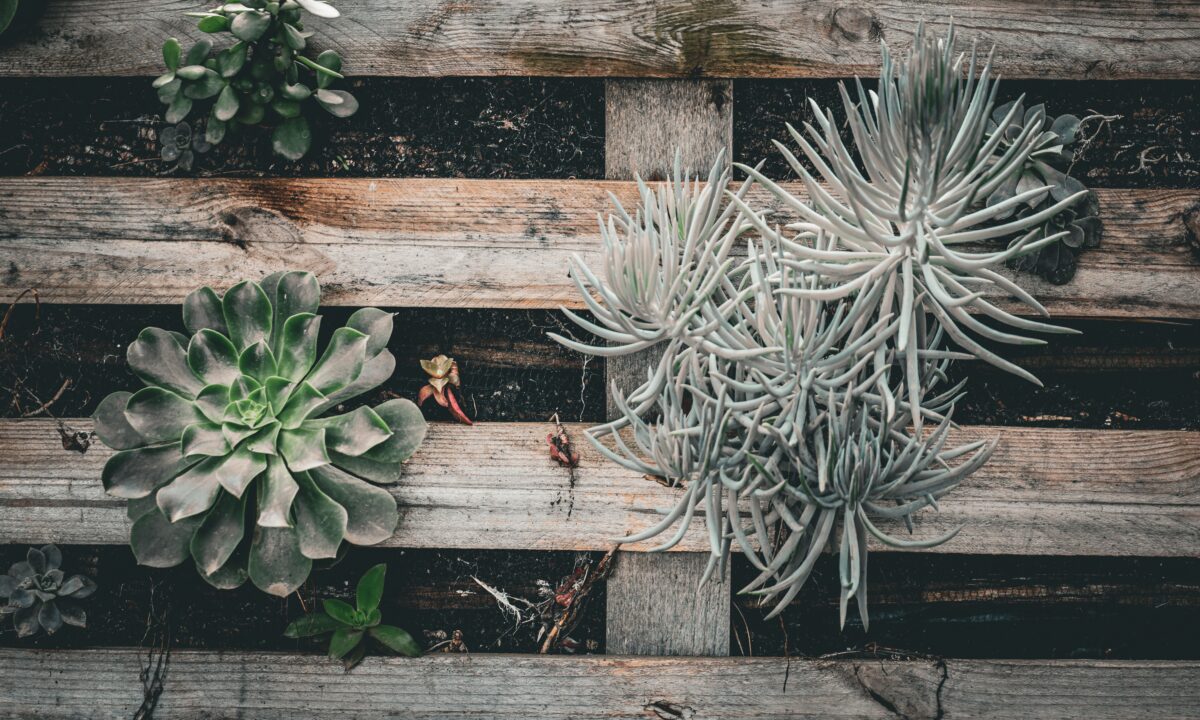 Paletes de madeira reaproveitados como jardim vertical, com suculentas plantadas entre as ripas