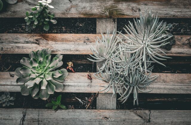 Paletes de madeira reaproveitados como jardim vertical, com suculentas plantadas entre as ripas