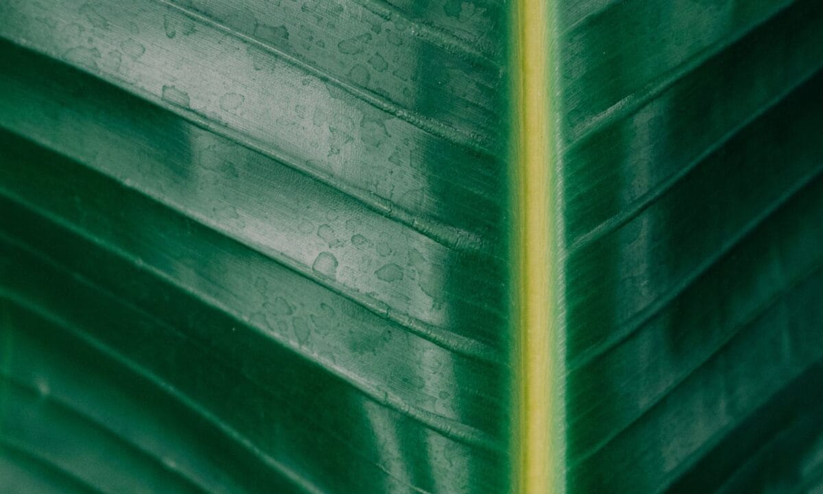 Fotografia macro de uma folha verde tropical, mostrando suas nervuras e textura em detalhe