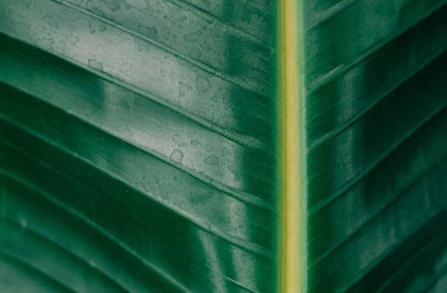 Fotografia macro de uma folha verde tropical, mostrando suas nervuras e textura em detalhe