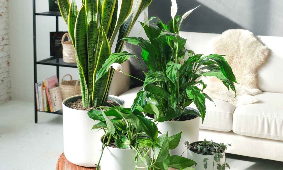 Sala de estar decorada com espada-de-são-jorge, jiboia e outras plantas que purificam o ar