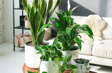Sala de estar decorada com espada-de-são-jorge, jiboia e outras plantas que purificam o ar