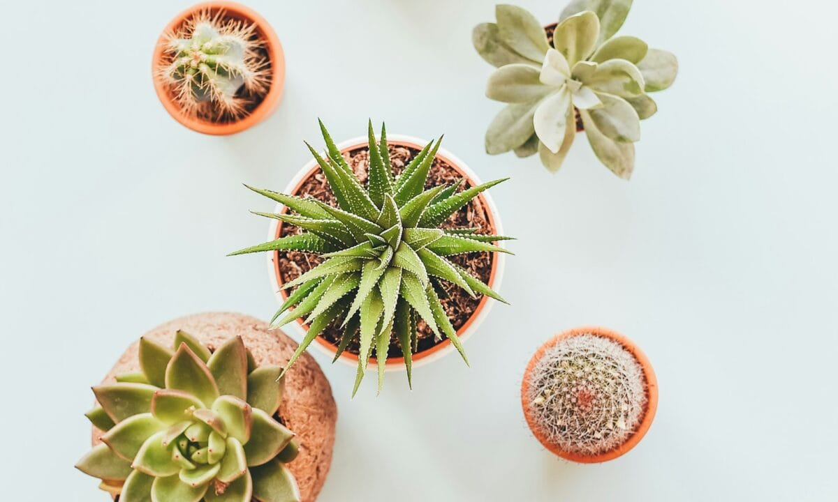 Coleção de suculentas e cactos variados plantados em pequenos vasos de barro