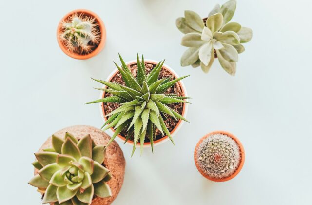 Coleção de suculentas e cactos variados plantados em pequenos vasos de barro