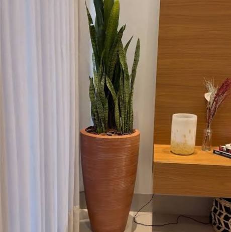 Espada-de-São-Jorge (Sansevieria trifasciata)
Dicas de Ouro para Cuidar de Plantas na Sombra