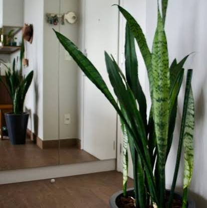 Espada-de-São-Jorge (Sansevieria trifasciata)
Dicas de Ouro para Cuidar de Plantas na Sombra
