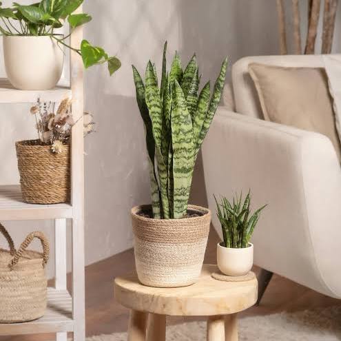 Espada-de-São-Jorge (Sansevieria trifasciata)
Dicas de Ouro para Cuidar de Plantas na Sombra