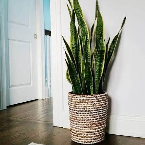 Espada-de-São-Jorge (Sansevieria trifasciata)
Dicas de Ouro para Cuidar de Plantas na Sombra