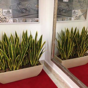 Espada-de-São-Jorge (Sansevieria trifasciata)
Dicas de Ouro para Cuidar de Plantas na Sombra