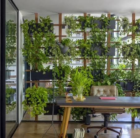 Jiboia (Epipremnum aureum)
Dicas de Ouro para Cuidar de Plantas na Sombra
