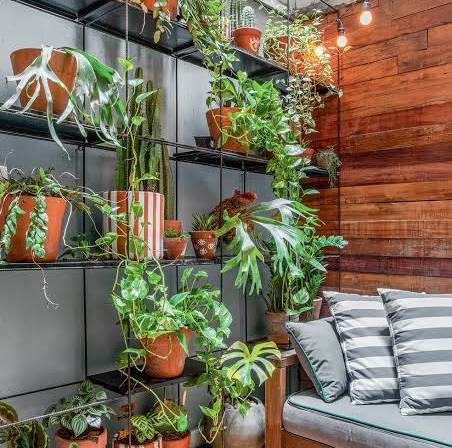 Jiboia (Epipremnum aureum)
Dicas de Ouro para Cuidar de Plantas na Sombra
