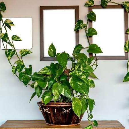 Jiboia (Epipremnum aureum)
Dicas de Ouro para Cuidar de Plantas na Sombra