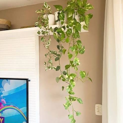 Jiboia (Epipremnum aureum)
Dicas de Ouro para Cuidar de Plantas na Sombra