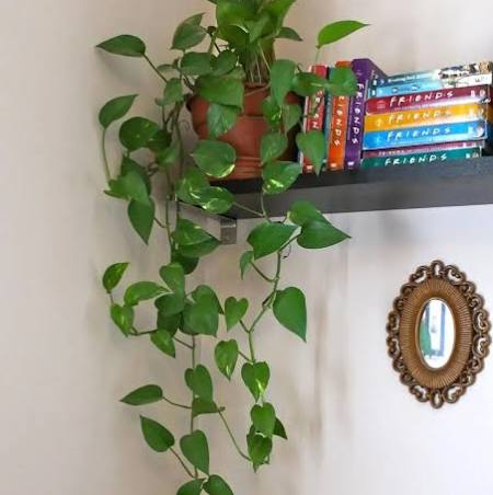 Jiboia (Epipremnum aureum)
Dicas de Ouro para Cuidar de Plantas na Sombra