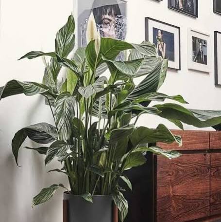 Lírio-da-Paz (Spathiphyllum)
Dicas de Ouro para Cuidar de Plantas na Sombra