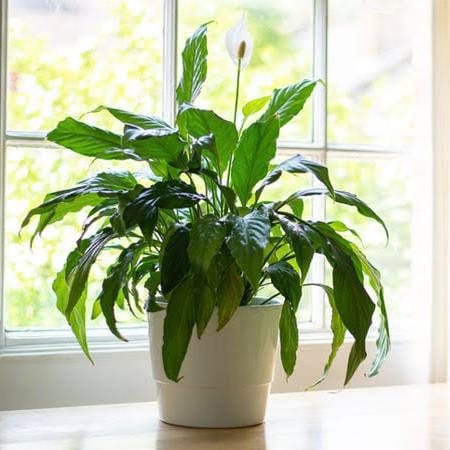 Lírio-da-Paz (Spathiphyllum)
Dicas de Ouro para Cuidar de Plantas na Sombra