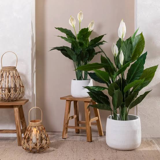 Lírio-da-Paz (Spathiphyllum)
Dicas de Ouro para Cuidar de Plantas na Sombra