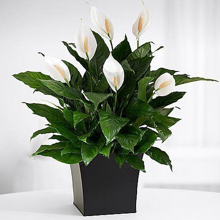 (Spathiphyllum)
Dicas de Ouro para Cuidar de Plantas na Sombra
