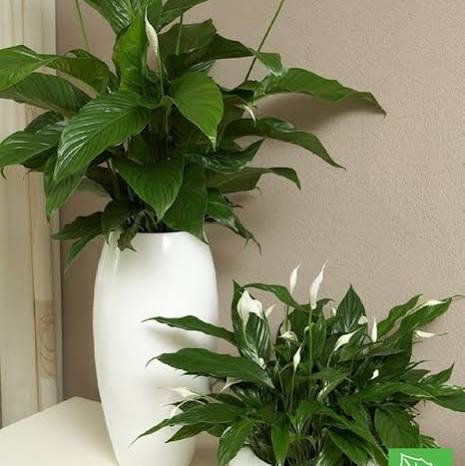 Lírio-da-Paz (Spathiphyllum)
Dicas de Ouro para Cuidar de Plantas na Sombra