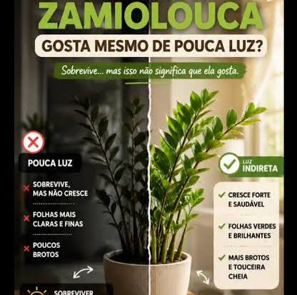 Zamioculca (Zamioculcas zamiifolia)
Dicas de Ouro para Cuidar de Plantas na Sombra