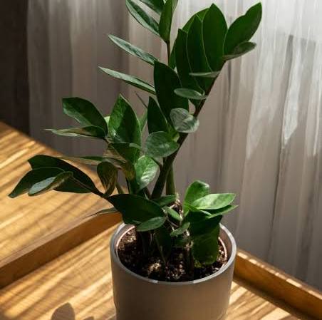 Zamioculca (Zamioculcas zamiifolia)
Dicas de Ouro para Cuidar de Plantas na Sombra