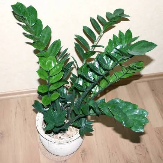 Zamioculca (Zamioculcas zamiifolia)
Dicas de Ouro para Cuidar de Plantas na Sombra