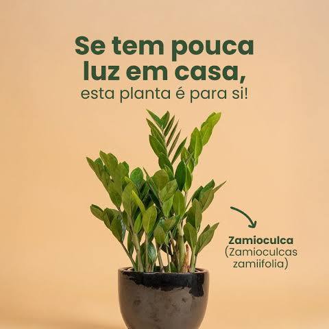 Zamioculca (Zamioculcas zamiifolia)
Dicas de Ouro para Cuidar de Plantas na Sombra