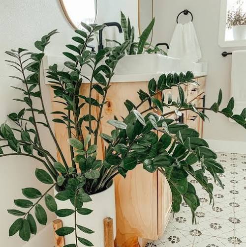 Zamioculca (Zamioculcas zamiifolia)
Dicas de Ouro para Cuidar de Plantas na Sombra
